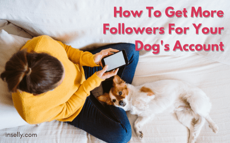 How To Get More Instagram Followers For Dog Account