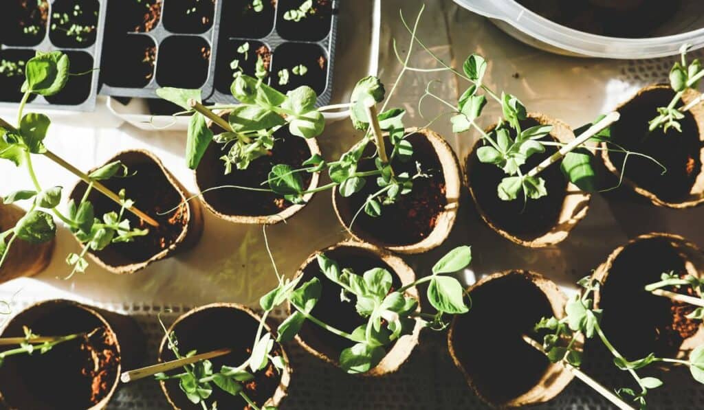 Start A Plant Instagram